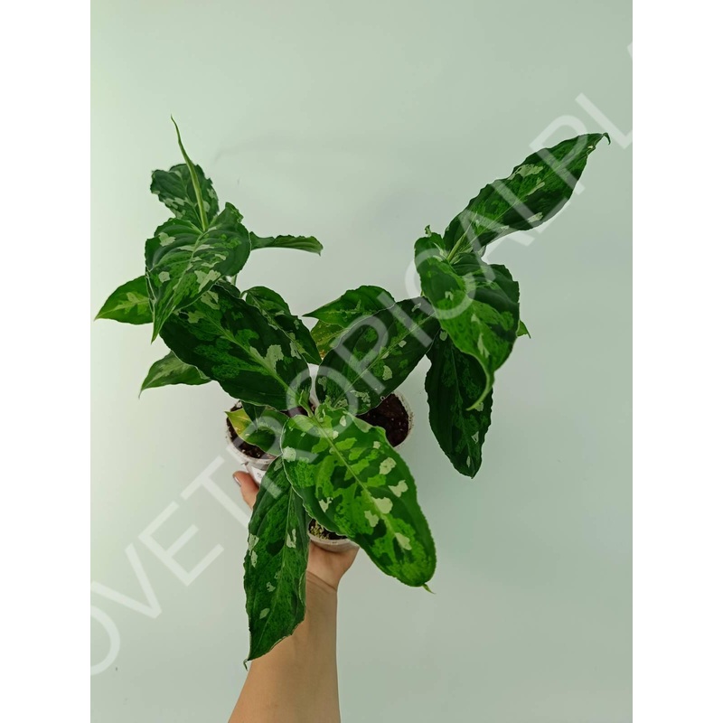 Aglaonema pictum tricolor (young plant)