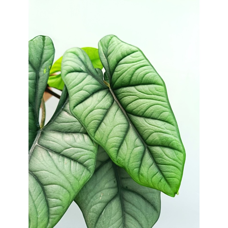 Alocasia Bisma