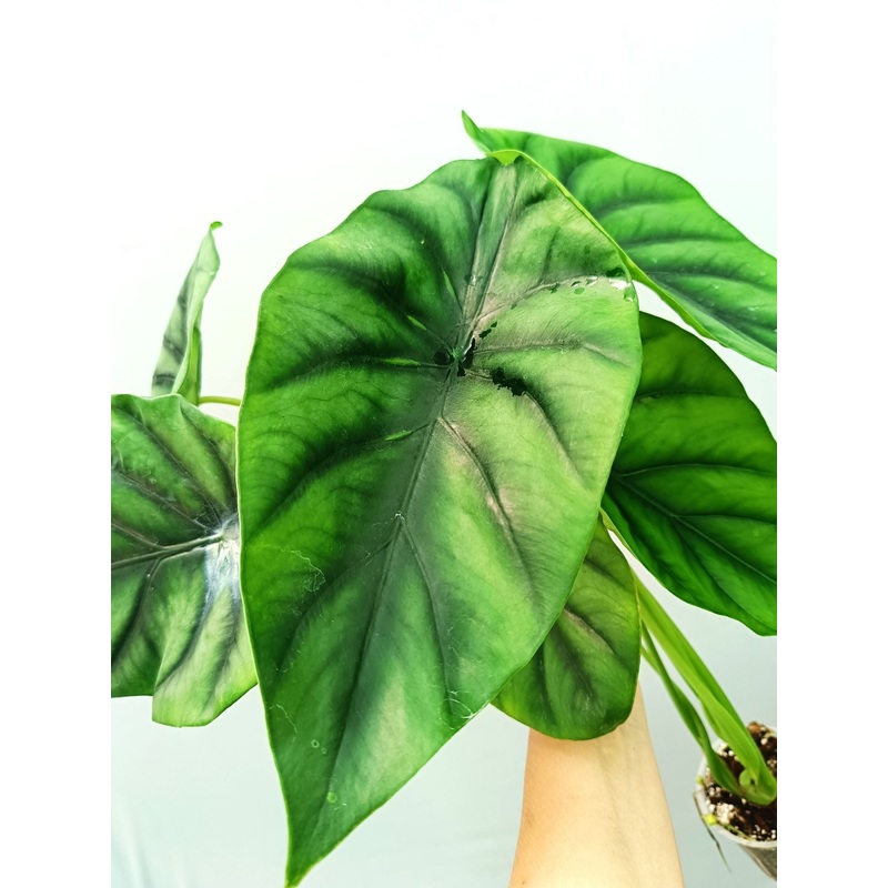 Alocasia Clyopelata A. Hay