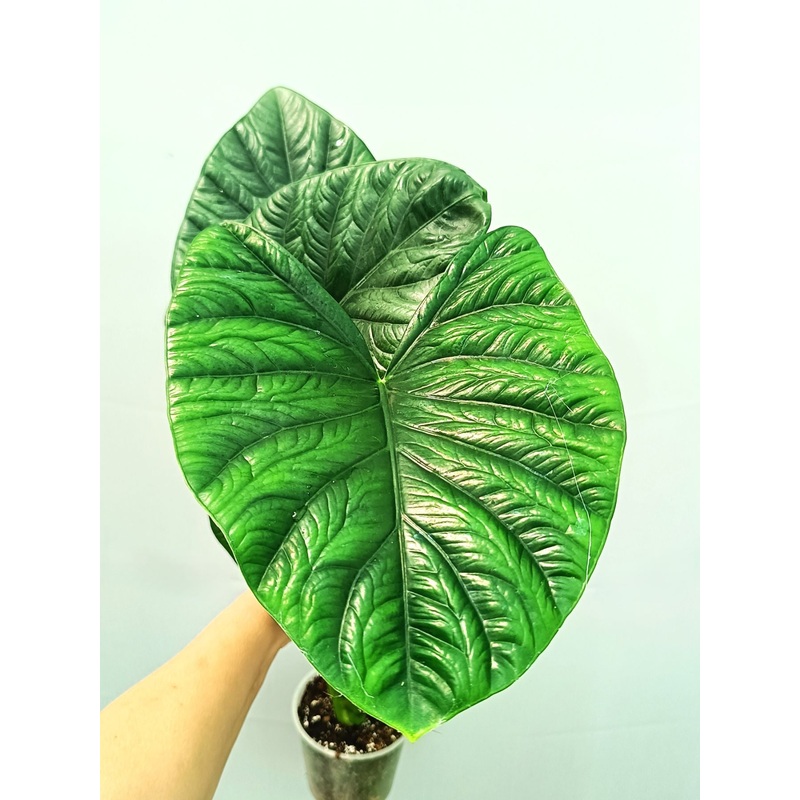 Alocasia Lukiwan