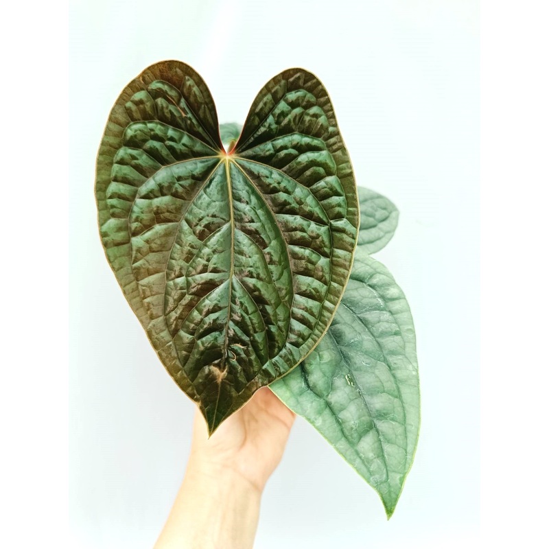 Anthurium Luxurians