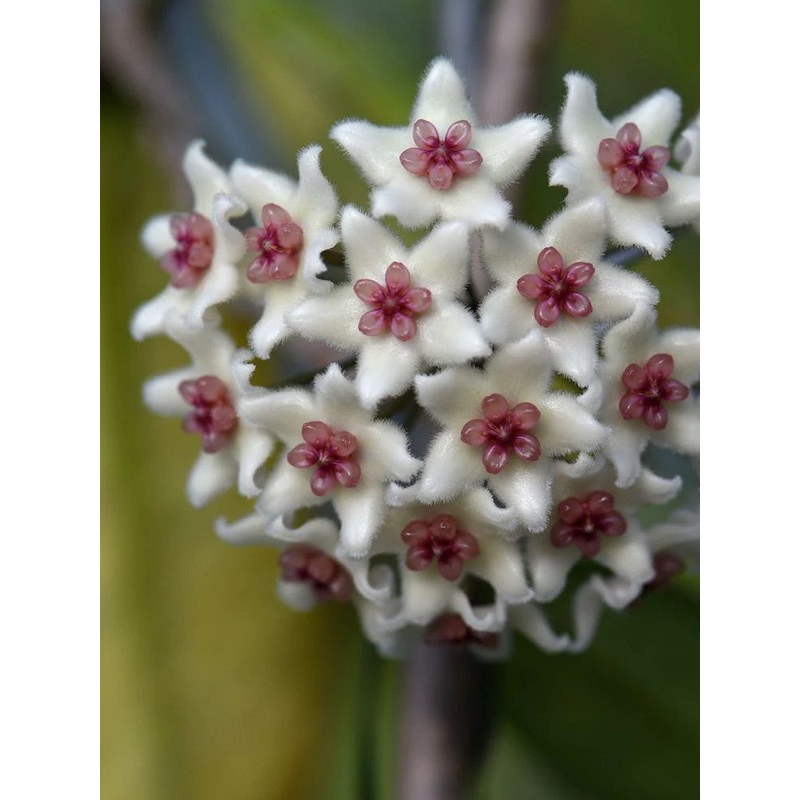 Hoya Graveolens