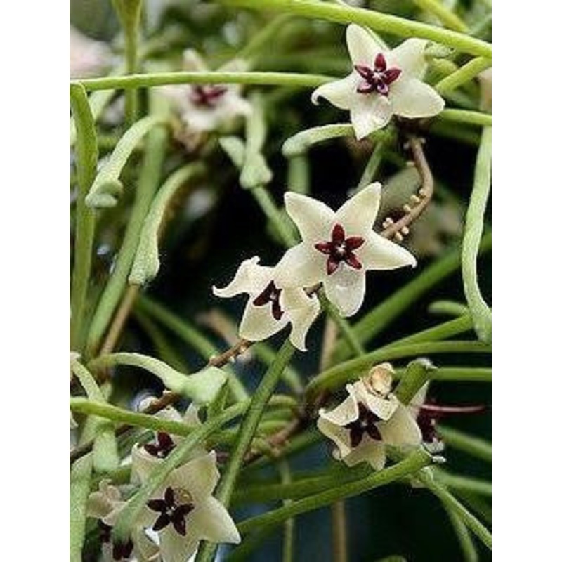 Hoya Retusa