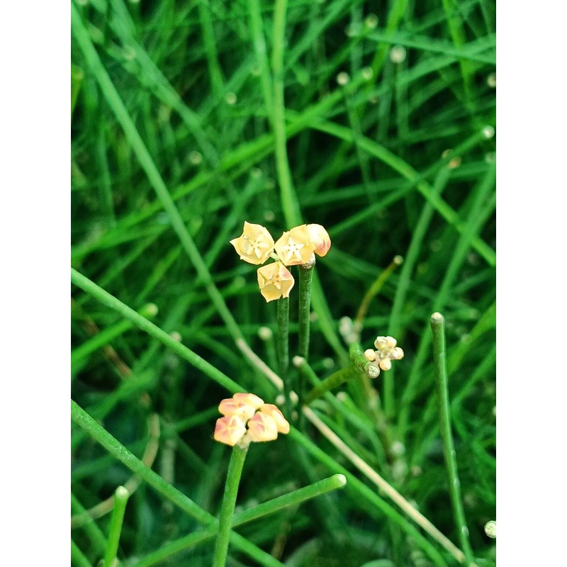 Hoya Spartioides