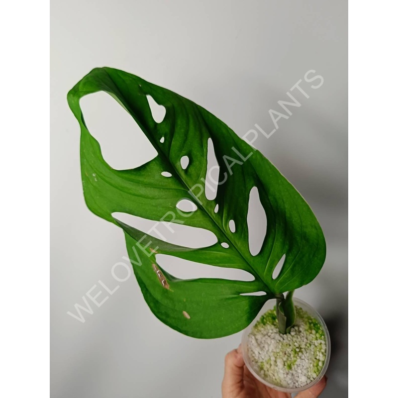 Monstera epipremnoides esqueleto (young plant)