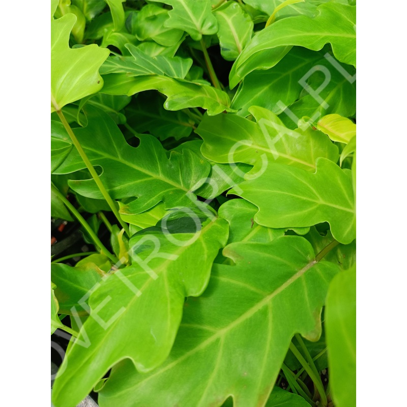 Philodendron xanadu dwarf variegata