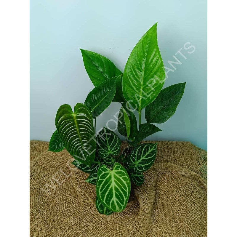 Set of anthuriums: 3 in 1