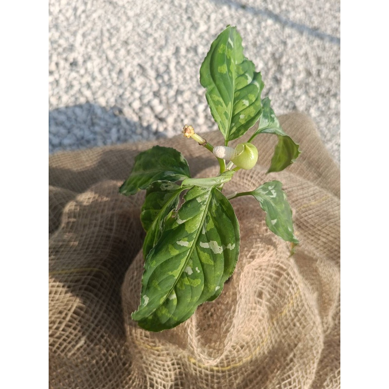 Aglaonema pictum tricolor for FREE