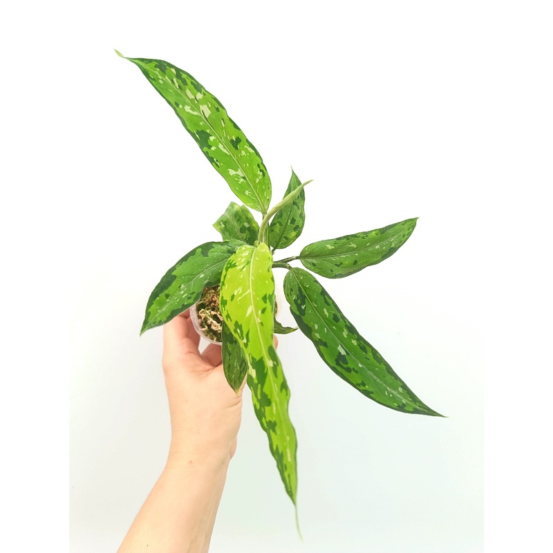 Aglaonema pictum tricolor Star & Spot (young plant)