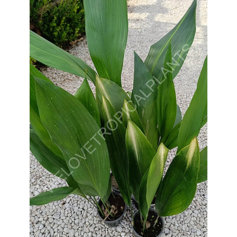 Set of aspidistras 4 in 1