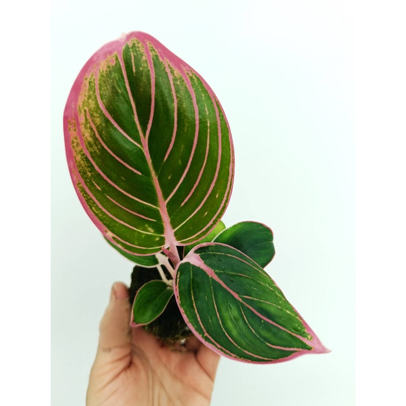 Aglaonema lotus delight