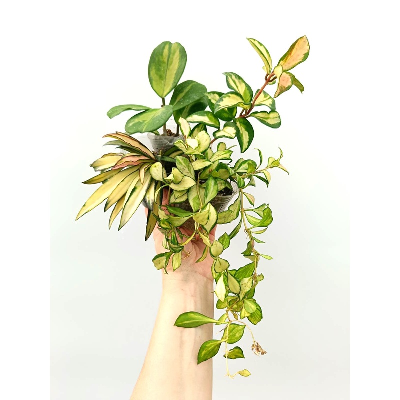 Set of hoya variegata: 4 in 1