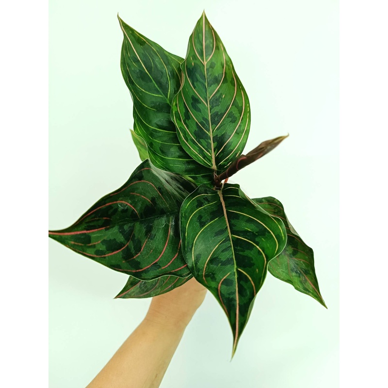 Aglaonema red army (young plant)
