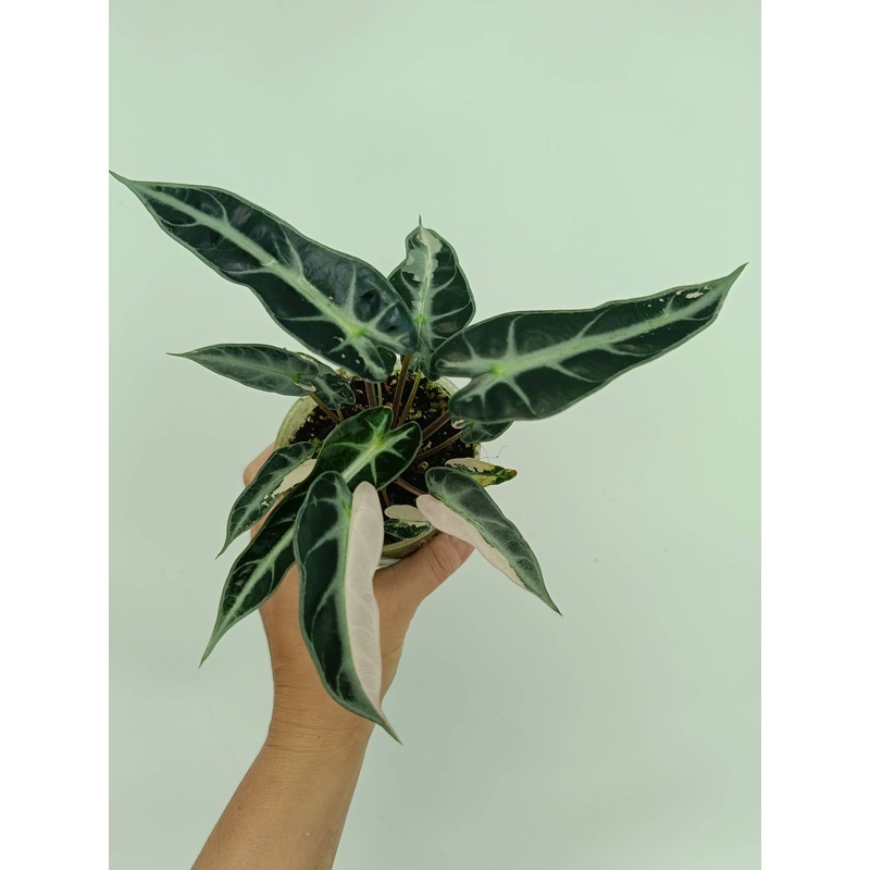 Alocasia bambino variegata pink