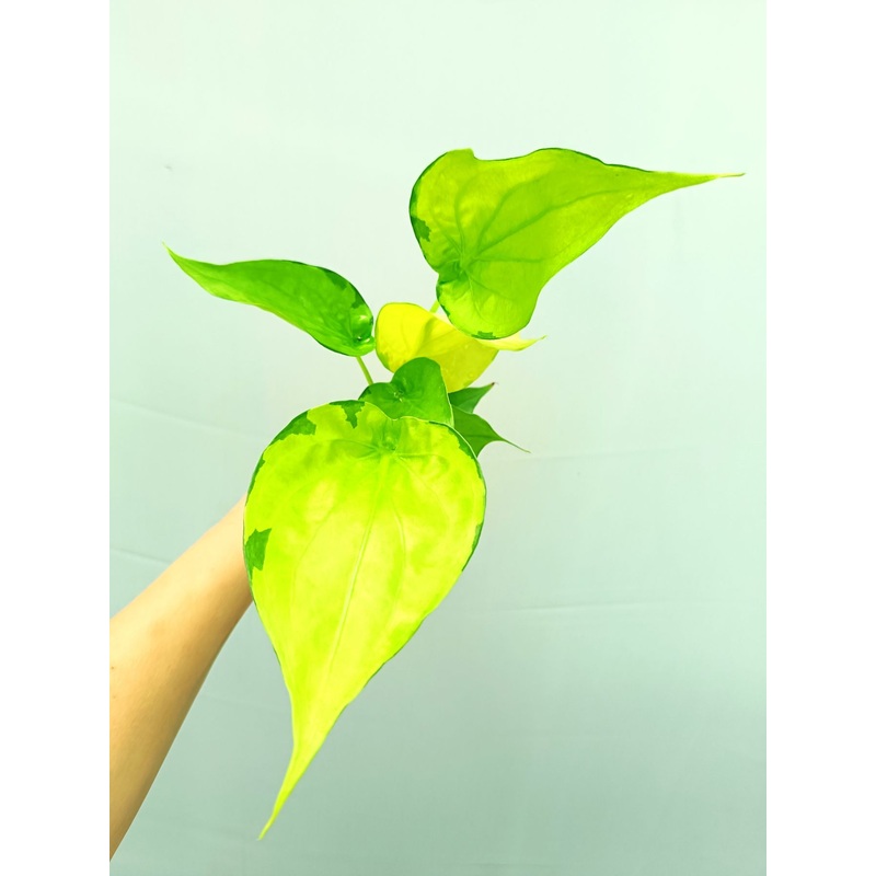Alocasia Cucullata variegata Banana Split