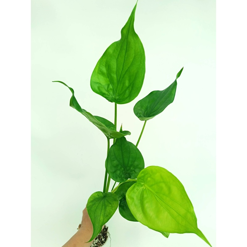 Alocasia cucullata yellow