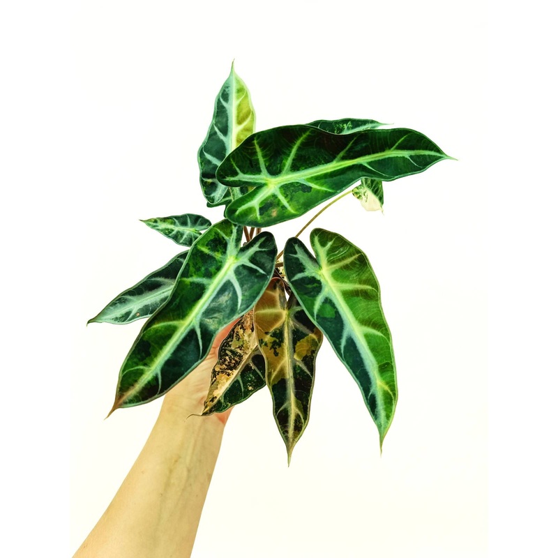 Alocasia Bambino Variegata Aurea