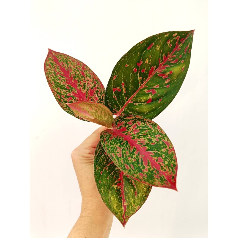 Aglaonema Anyamanee ‘Phoenix’