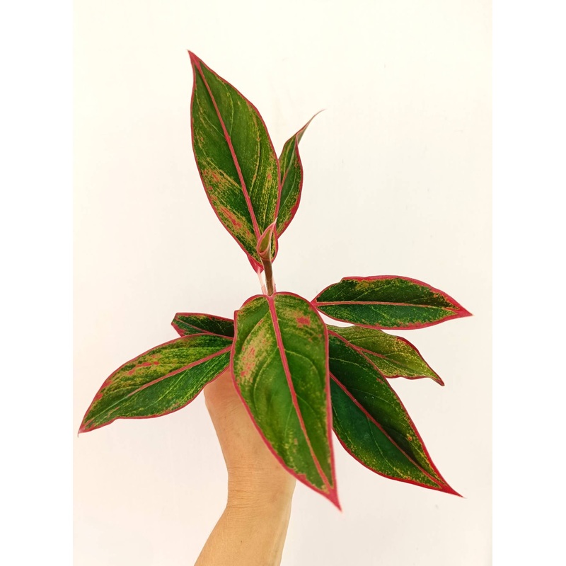 Aglaonema ‘Siam Aurora’