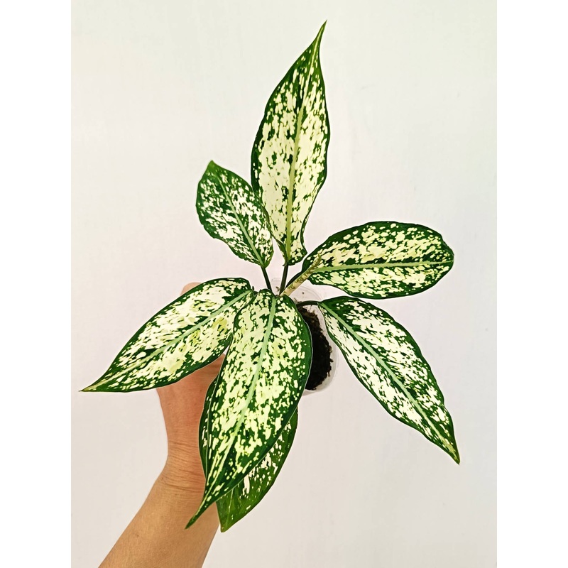 Aglaonema ‘Snow White’
