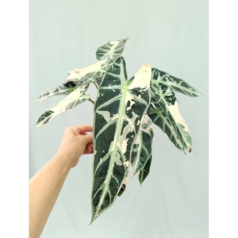 Alocasia Bambino Variegata Pink XL