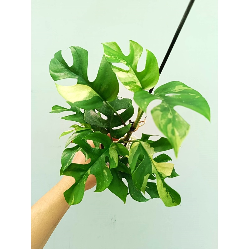 Rhaphidophora Tetrasperma variegata 2 in 1