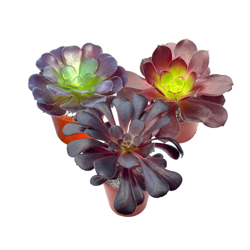 ‘Black Night’ Aeonium Bundle
