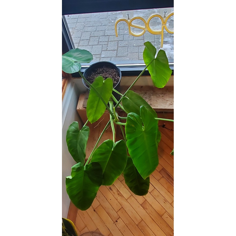 10 Philodendron Jose Buono