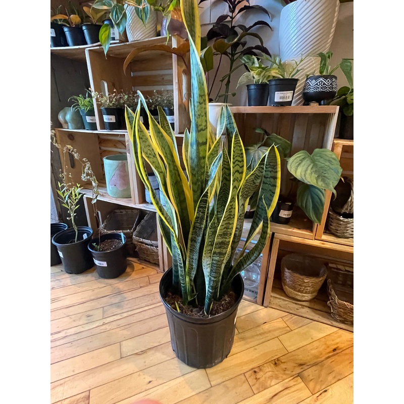 10 Sansevieria Laurentii