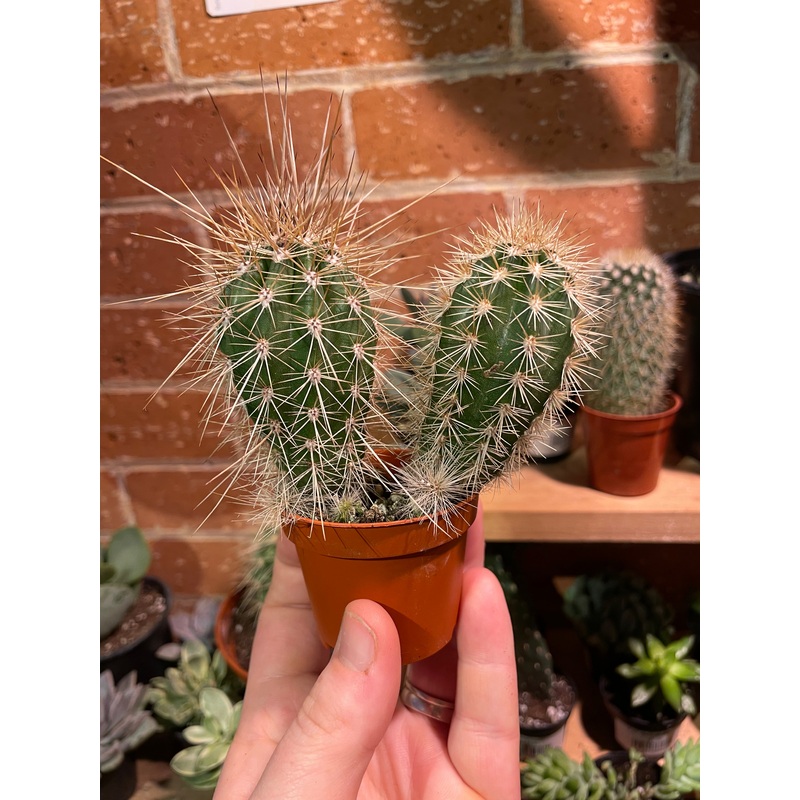 2.5 Echinocereus Cactus