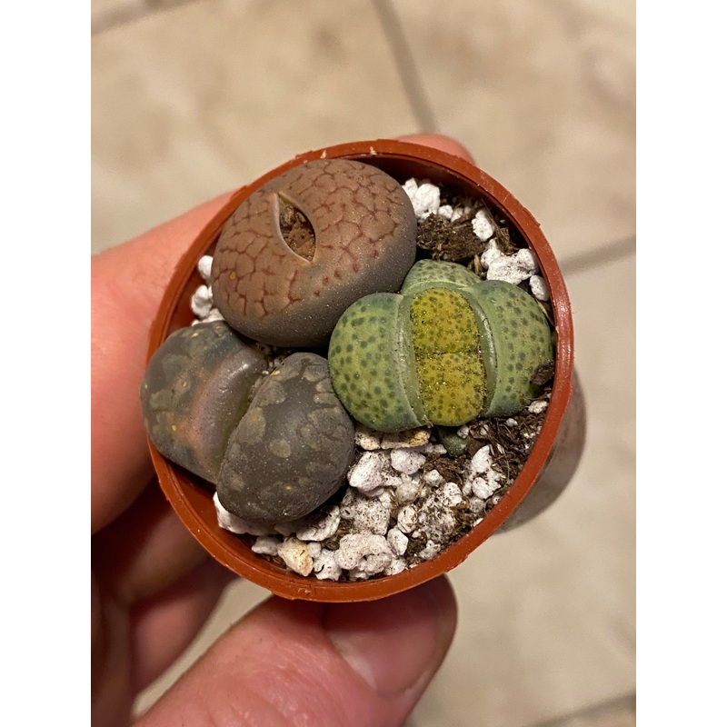 1.5 Lithops | Living Stone