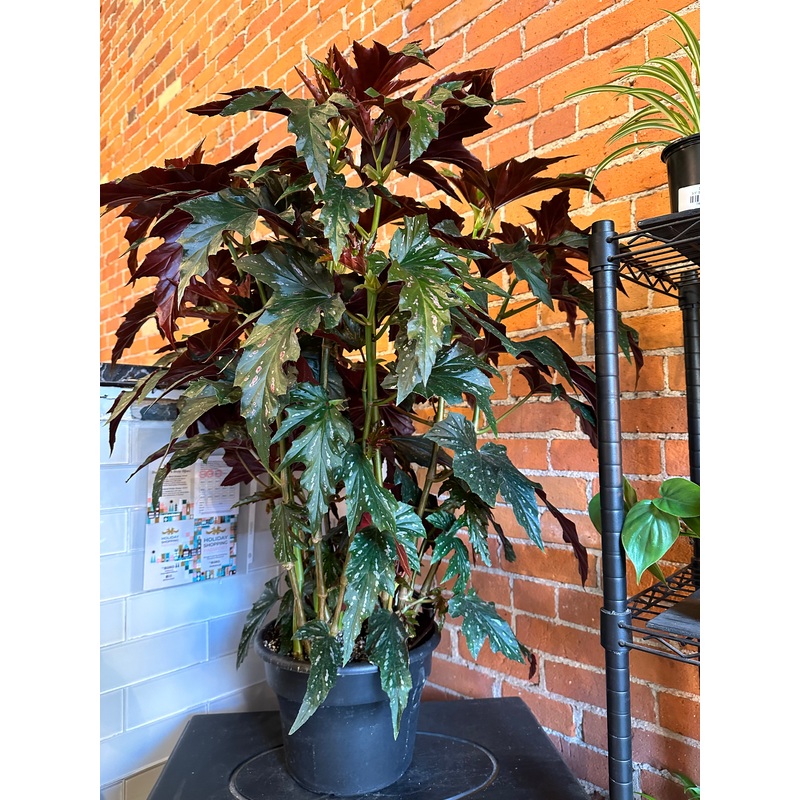 10 Begonia Angel Wing