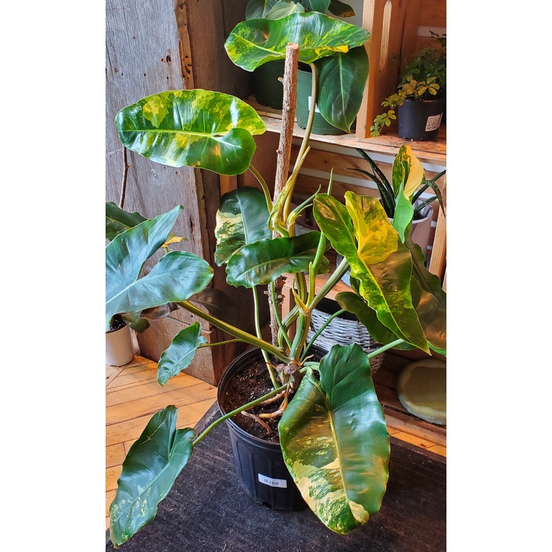 10 Variegated Philodendron Burle Marx