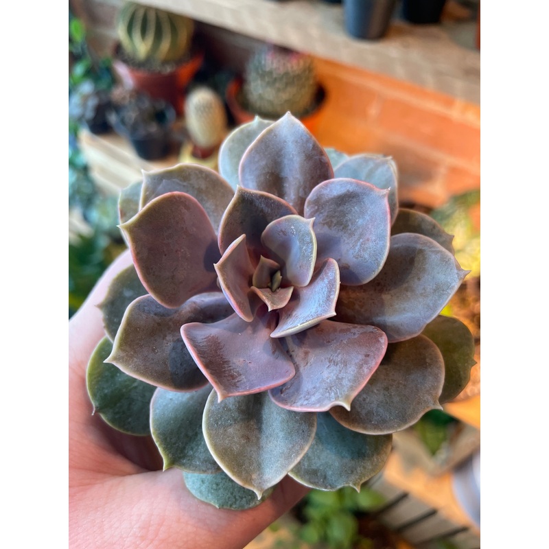 2.5 Echeveria Perle von Nrnberg
