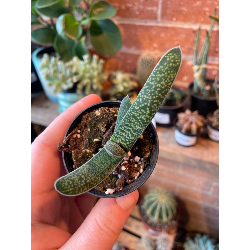 2.5 Gasteria Gracilis