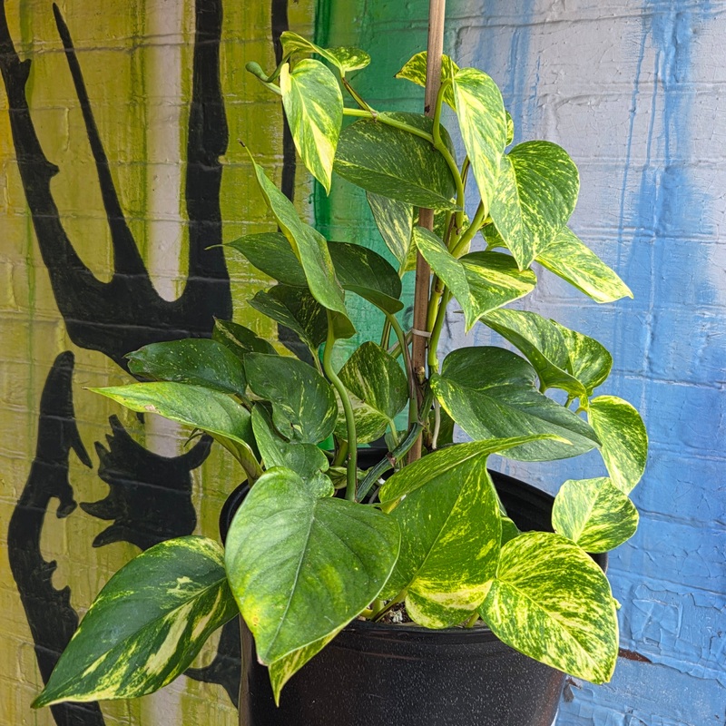 10 Pothos Golden Totem