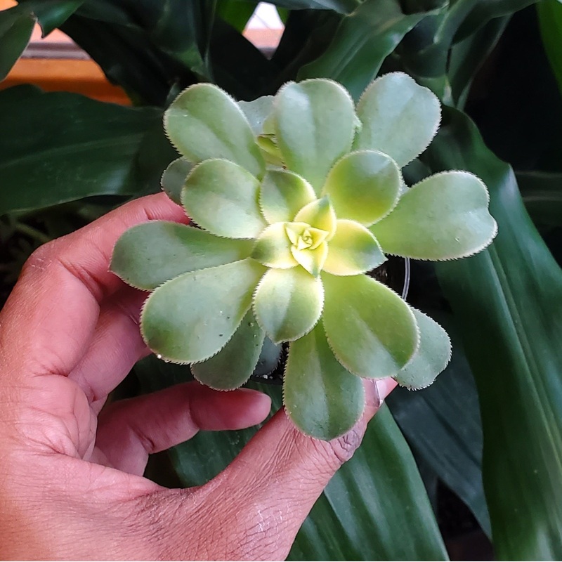 2.5 Aeonium Haworthii Kiwi