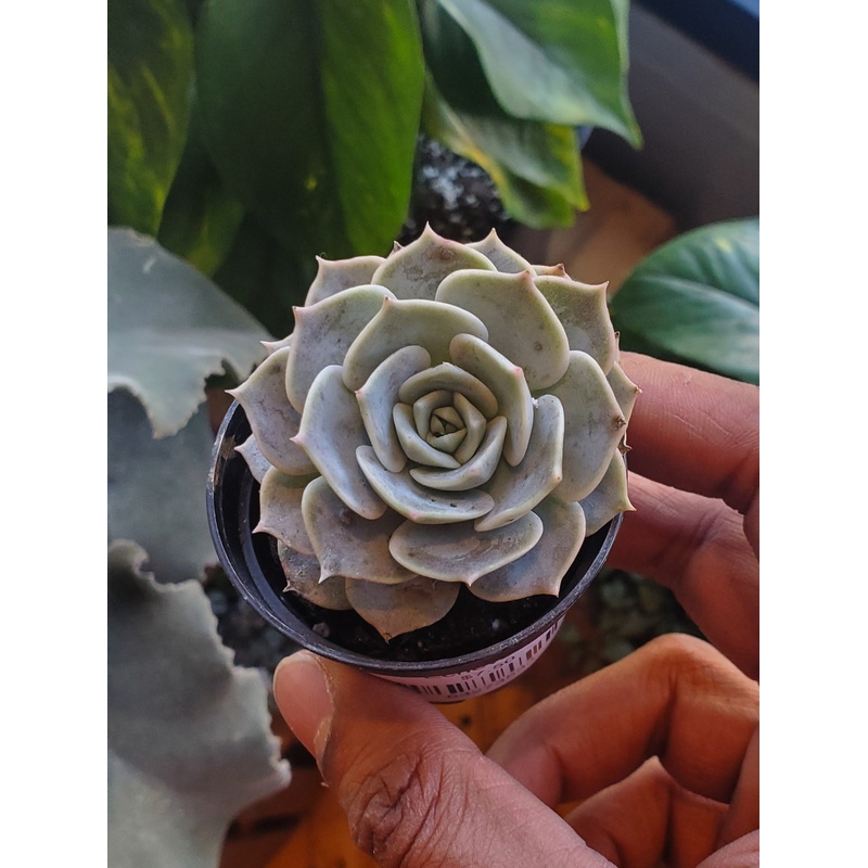 2.5 Echeveria Lola