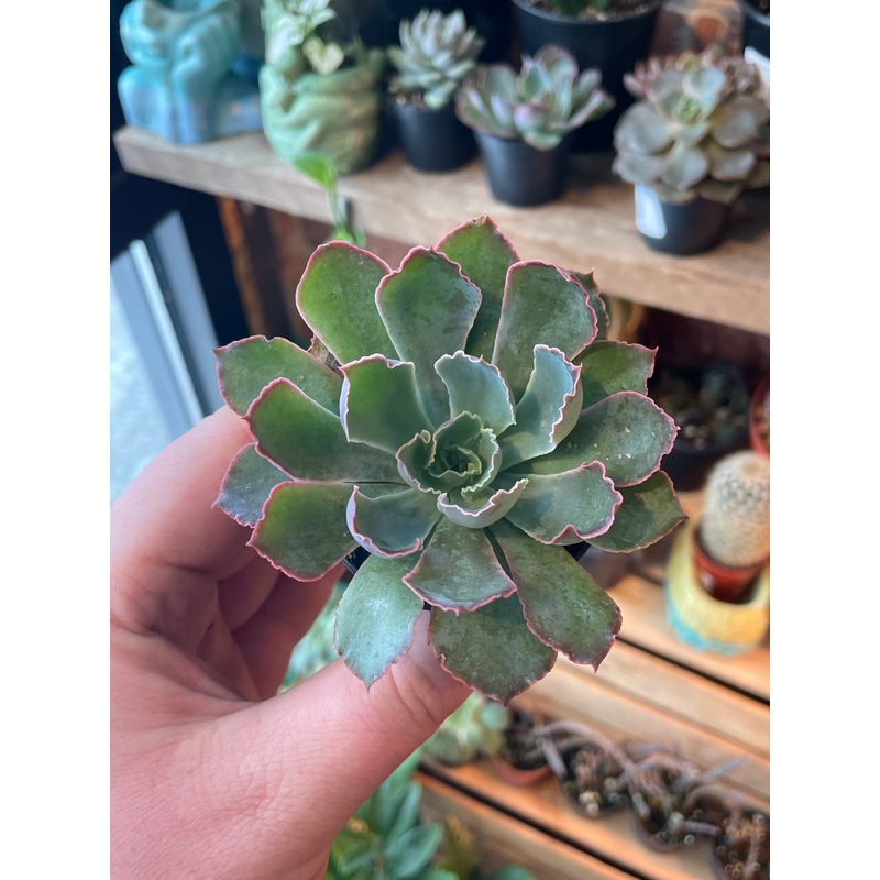 2.5 Echeveria Neon
