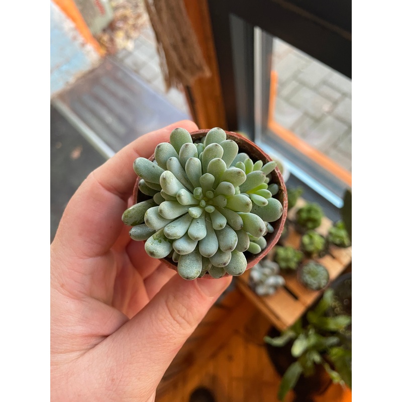2.5 Graptopetalum Pachyphyllum