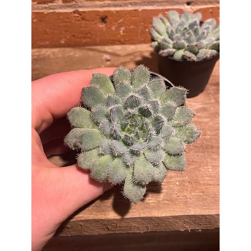 2.5 Echeveria Setosa