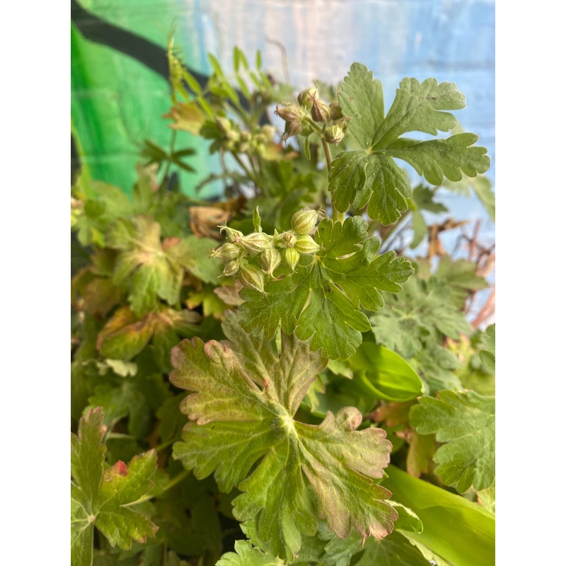 10 Bigroot Geranium | Geranium macrorrhizum