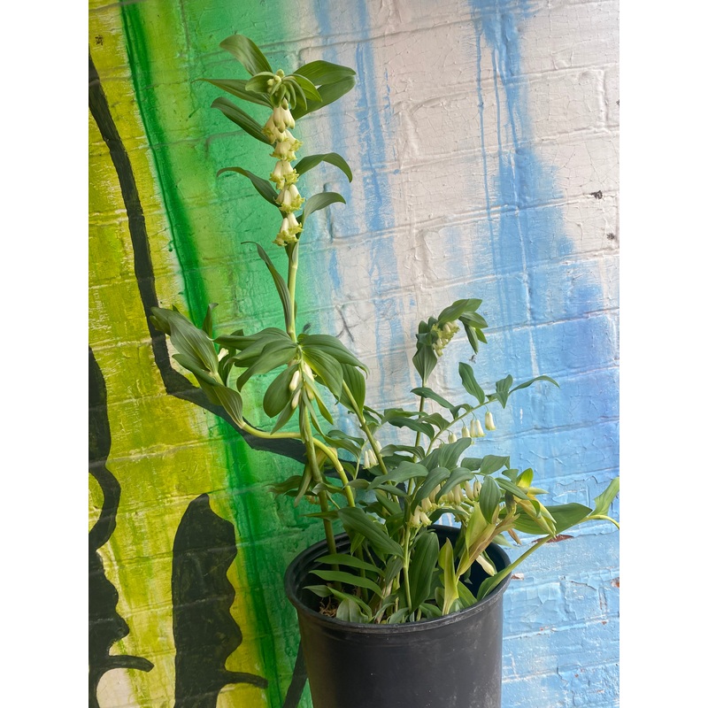 10 Solomon’s Seal | Polygonatum