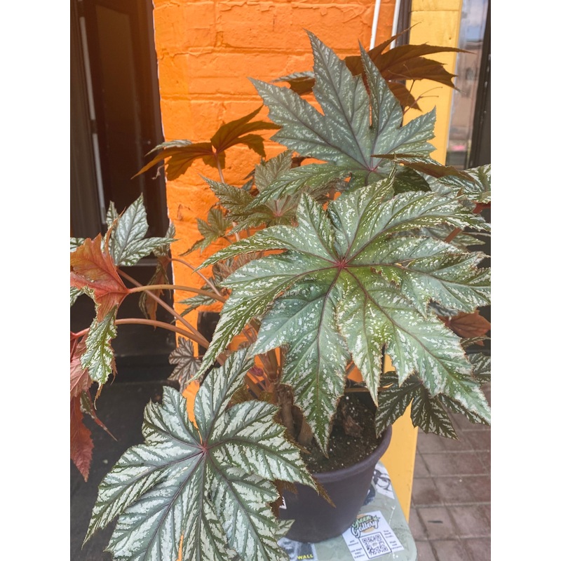 10 Begonia Gryphon