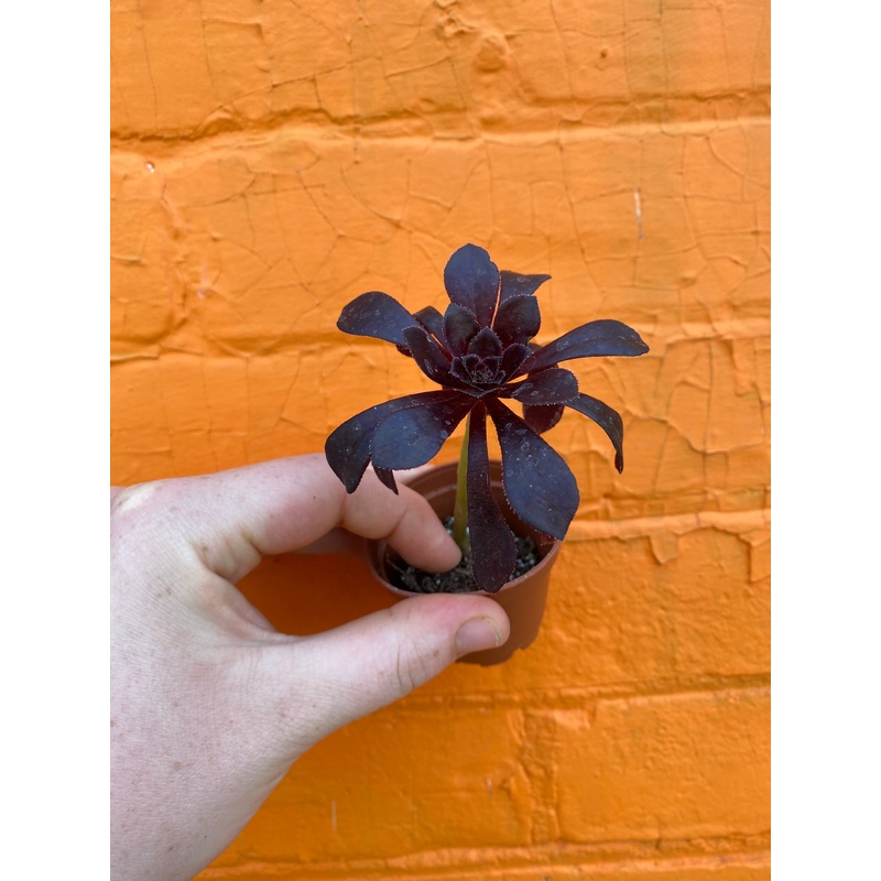 2.5 Aeonium Arborium Black Rose