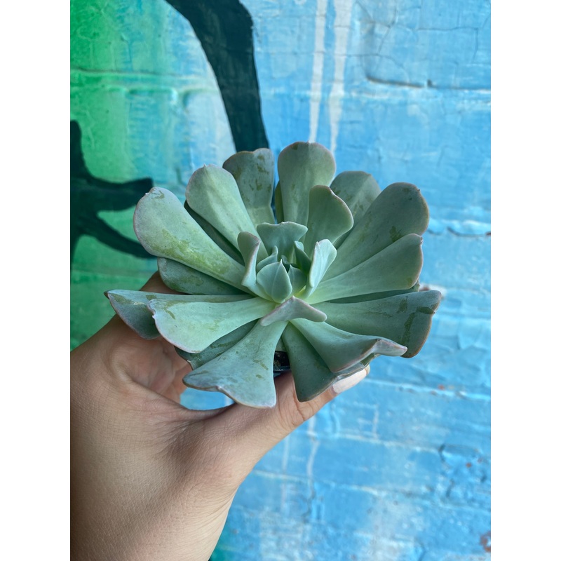 2.5 Echeveria Runyonii