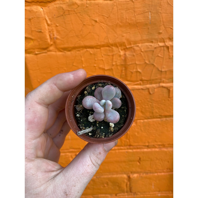 2.5 Graptopetalum amethystinum