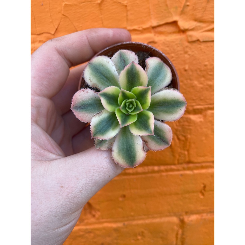 2.5 Aeonium haworthii Sunburst