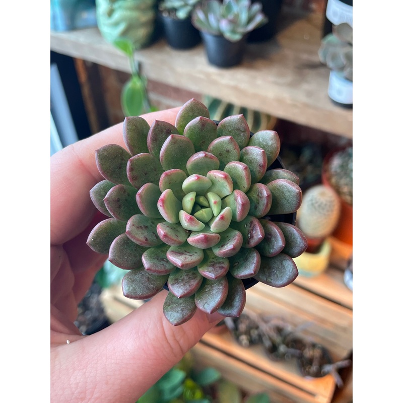 2.5 Graptoveria Bashful