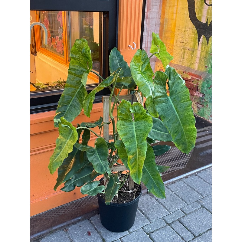 12 Philodendron Paraiso Verde Trellis